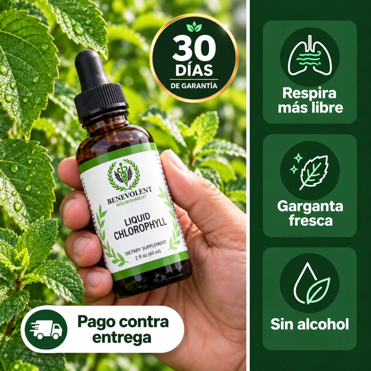 Clorofila Líquida Benevolent Nourishment con hoja de morera y menta, pago contra entrega y 30 días de garantía
